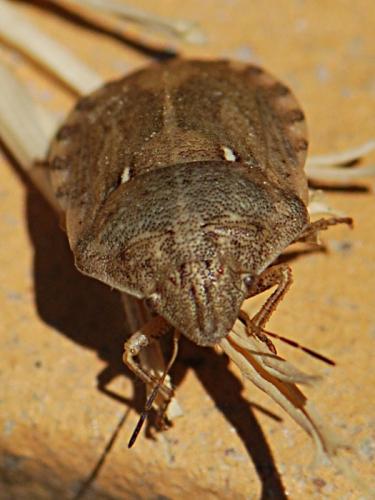 Réf. 88 229 : Eurygaster maura
