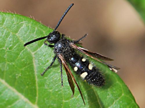 Scolia sexmaculata