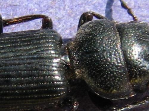 Dixus clypeatus