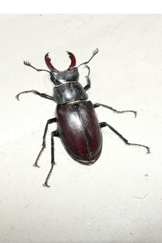 Lucanus cervus