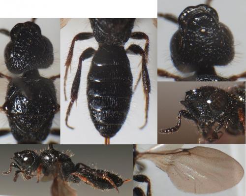 Réf. 88 807 : Sparasion emarginatum