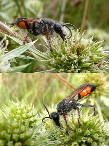 Sphex funerarius