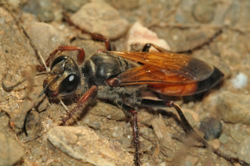 Sphex flavipennis