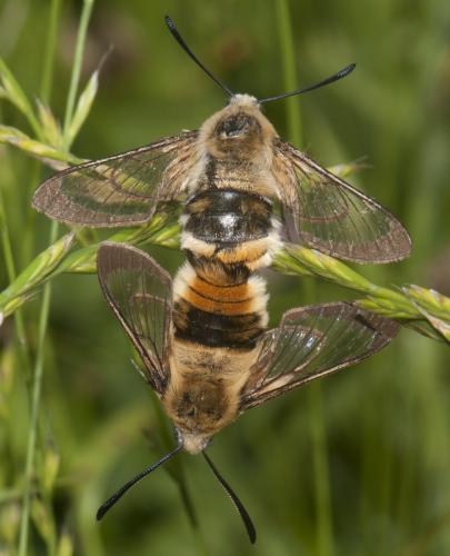 Hemaris tityus