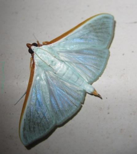 Stemorrhages sericea