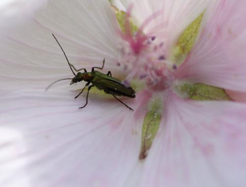 Oedemera nobilis