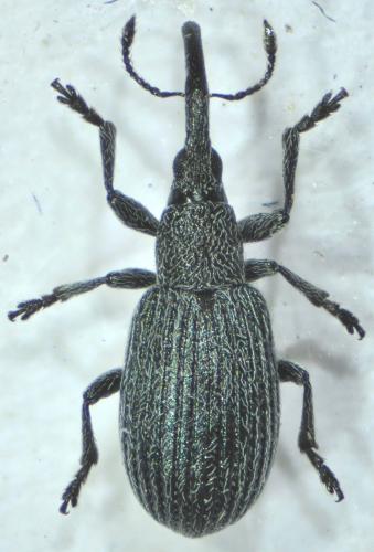 Réf. 88 201 : Stenopterapion scutellare