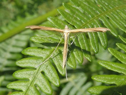 Stenoptilia sp.