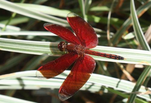 Réf. 88 634 : Neurothemis terminata