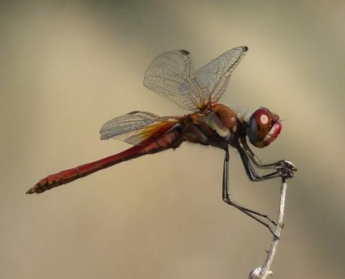 Réf. 88 249 : Sympetrum fonscolombii