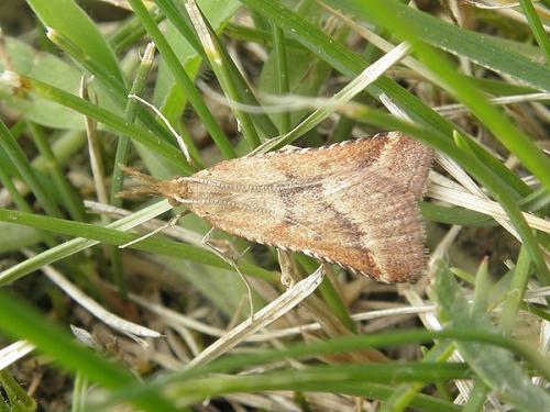 Réf. 88 503 : Synaphe punctalis