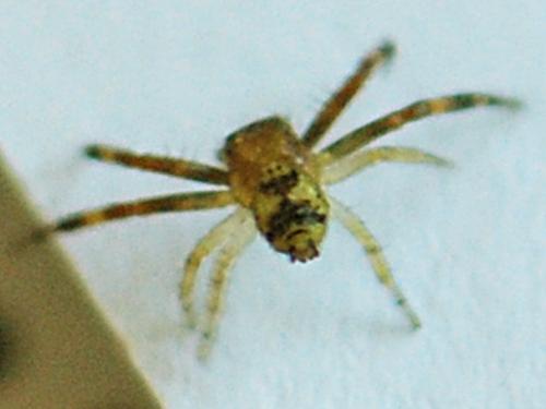 Synema globosum