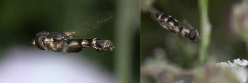 Syritta pipiens