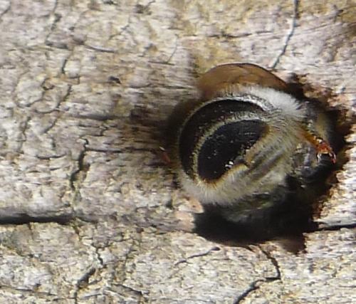 Megachile ericetorum