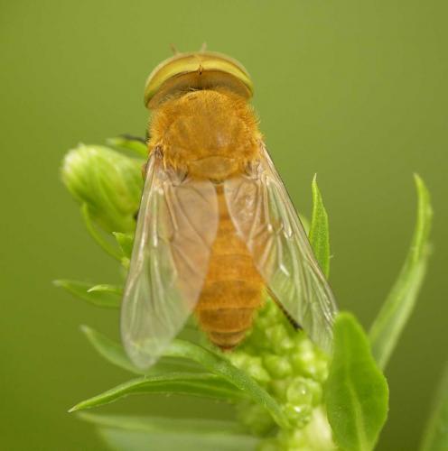 Réf. 88 475 : Atylotus sp.