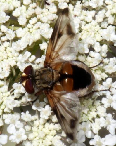 Ectophasia leucoptera