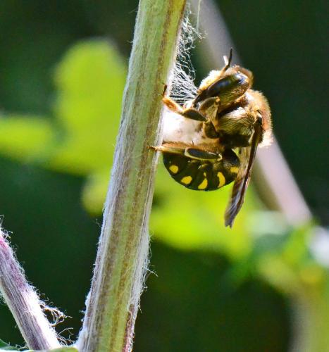 Anthidium septemspinosum