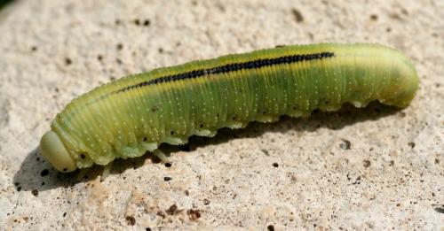 Réf. 88 434 : Cimbex femoratus