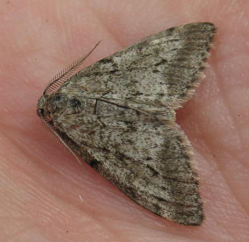 Tephronia sepiaria