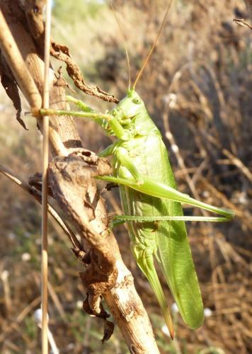 Tettigonia viridissima