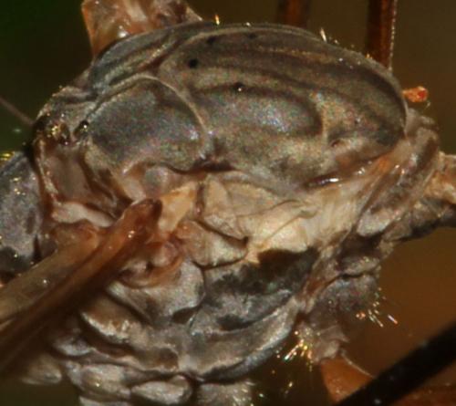 Réf. 88 165 : Tipula scripta