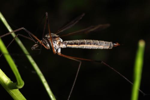 Tipula sp.