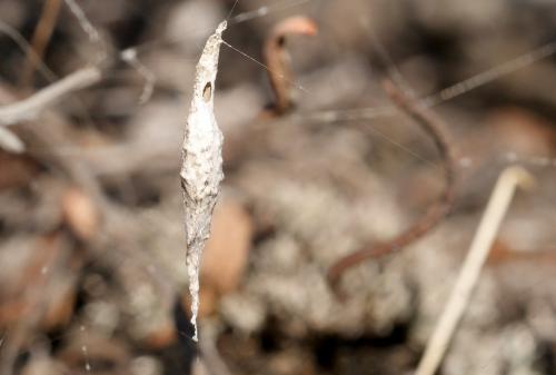Réf. 88 118 : Uloborus walckenaerius