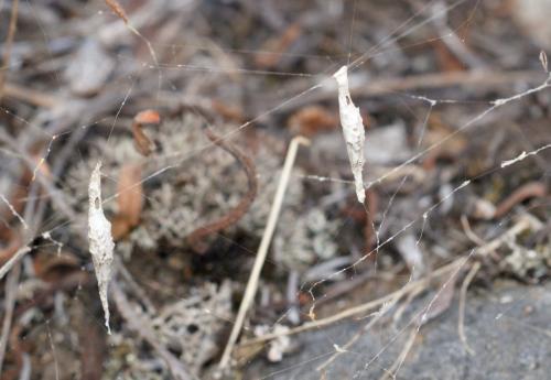 Uloborus walckenaerius