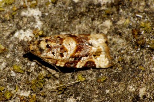 Réf. 88 288 : Argyrotaenia ljungiana