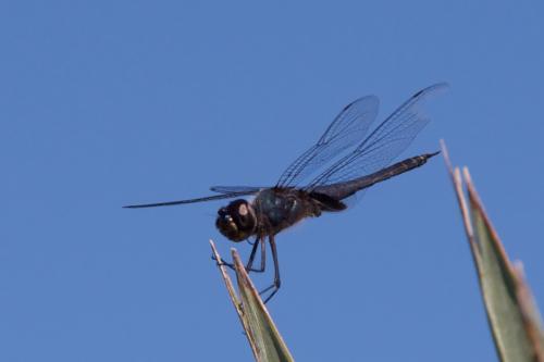 Tramea binotata