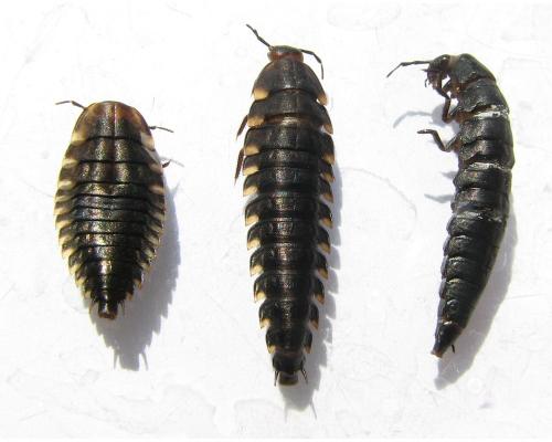 Silphinae divers