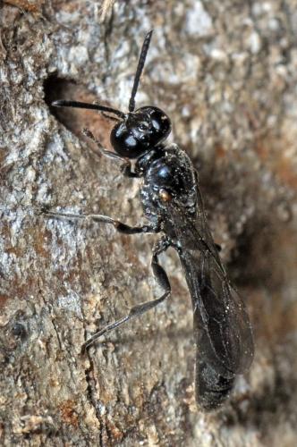 Trypoxylon sp.