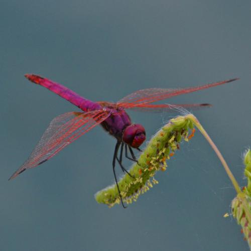 Trithemis annulata