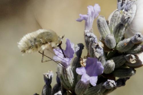 Réf. 88 781 : Systoechus sp.