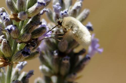 Réf. 88 782 : Systoechus sp.