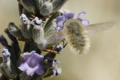 Systoechus sp.