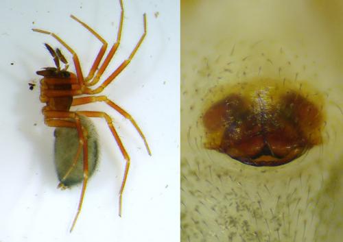Walckenaeria furcillata
