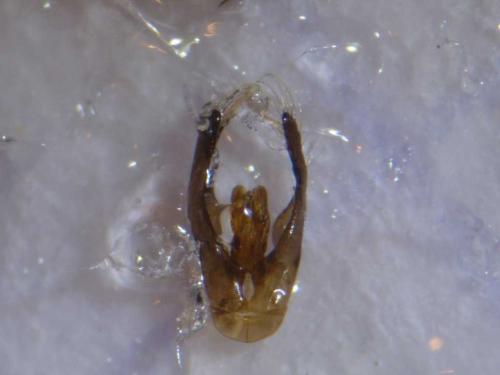 Hylaeus hyalinatus