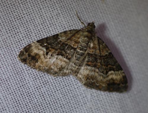 Xanthorhoe biriviata