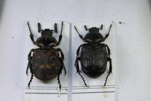 Paratrichius oberthueri