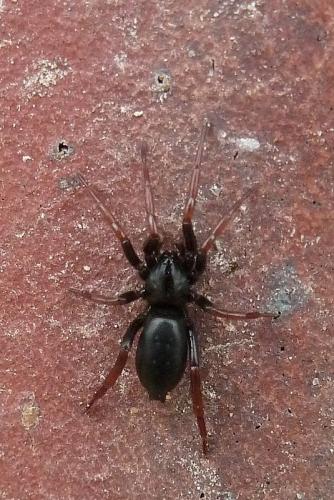Réf. 88 677 : Trachyzelotes pedestris
