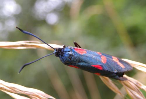 Réf. 88 190 : Zygaena filipendulae