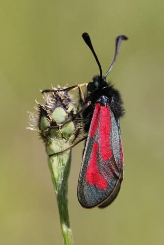 Zygaena minos