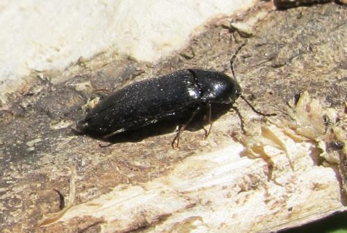 Ampedus auripes