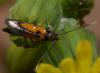 88710 – Photo : Philippe Legros – France (94)