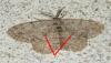 88278 – Photo : Vincent VALLI – France (18)