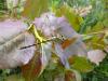 88387 – Photo : Anonyme – France (65)