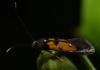 88708 – Photo : Philippe Legros – France (94)