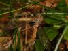 88137 – Photo : Christine DEVILLERS – Belgique
