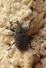 Larinus turbinatus